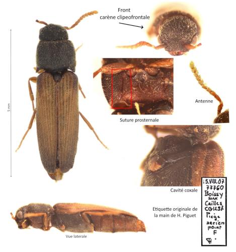 Isorhipis marmottani